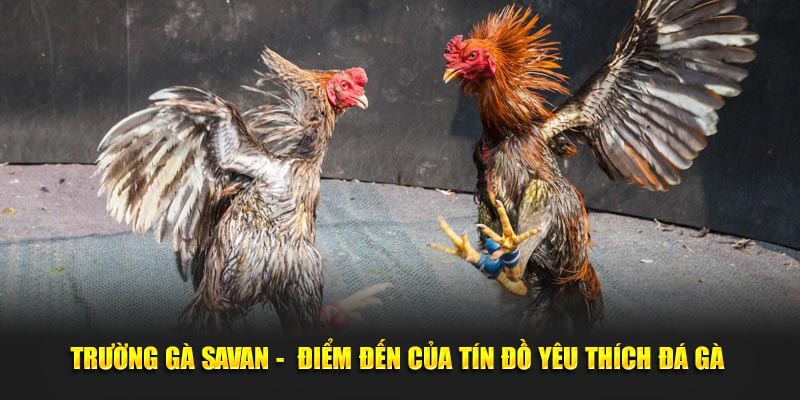 Trường Gà Savan SHBET - Điểm Đến Của Tín Đồ Thích Đá Gà